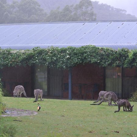 Kookaburra Motor Lodge Halls Gap Zewnętrze zdjęcie