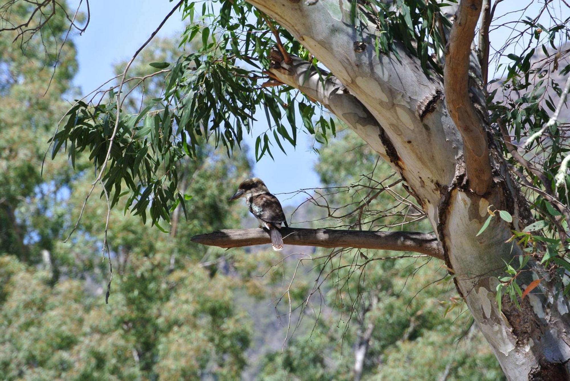 Kookaburra Motor Lodge Halls Gap Zewnętrze zdjęcie